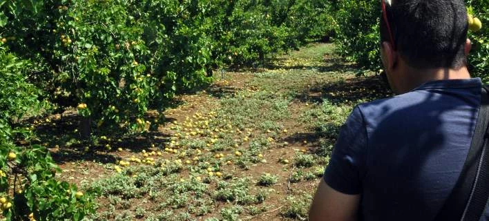 Πότε και πώς θα αποζημιωθούν οι αγρότες της Κορινθίας από φωτιές και πλημμύρες